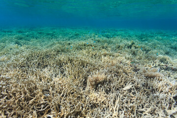 expansive view of bleaching branching coral in shoals on reef in palau © Pete Niesen Photo