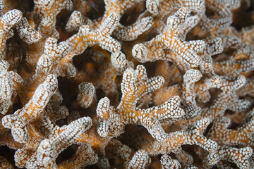 closeup of white polyps on tentacles extended from stag horn,  Acropora cervicornis,  soft coral © Pete Niesen Photo