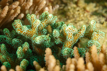 Closeup: Polyps glow green from algae on stag-horn, Acropora cervicornis, coral © Pete Niesen Photo
