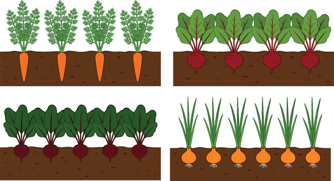 Root vegetable garden illustration with carrots, beets, onions, soil growth stages, and colorful farming vector concepts
