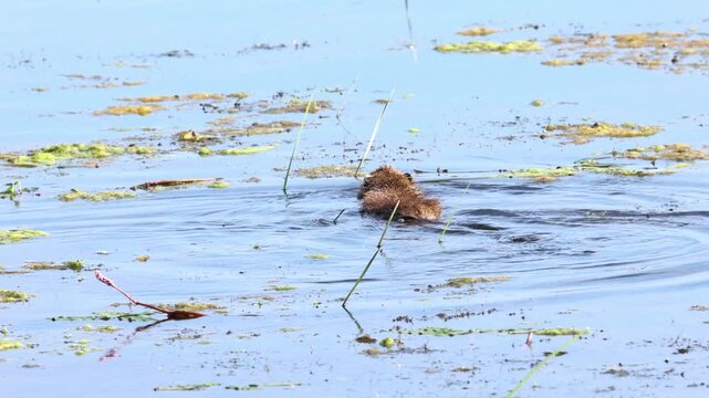 Nutria swimming in a lake, surrounded by algae on the water's surface, nutria in the sunshine, nutria swimming among algae, brown fur of the nutria, whiskers of the rodent, Myocastor coypus