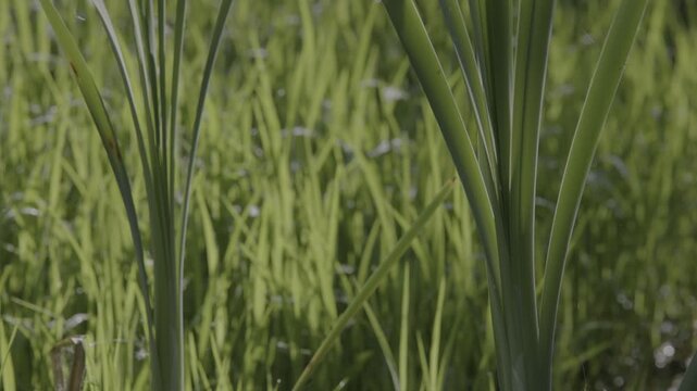 Lush marshland vegetation featuring aquatic plants, blooming flowers, and trees in the serene natural reserve known as Le Foppe Oasis.