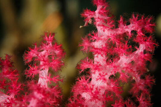 Closeup of red polyps and tentacles of soft coral Dendronephthya Klunzingeri,  inflated at night