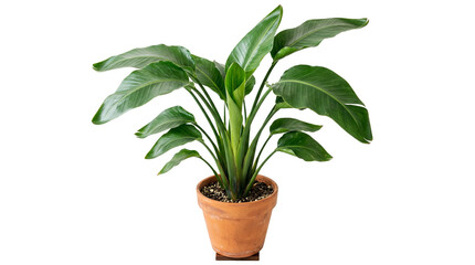 Fototapeta premium Lush Bird of Paradise Plant in Terracotta Pot, Isolated on White Background