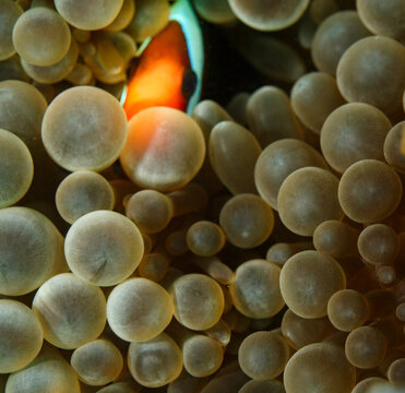 Protecting bubble coral, Pierogyra sinuosa, conceals a clown anemonefish, Amphiprion ocellaris from predators