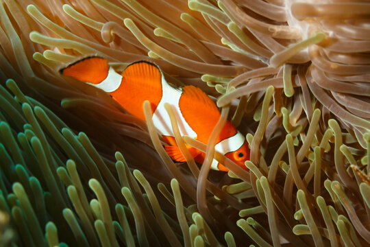 false clown anemonefish Amphiprion ocellaris, hiding in sea anemone polyps