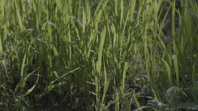 Lush marshland vegetation featuring aquatic plants, blooming flowers, and trees in the serene natural reserve known as Le Foppe Oasis.