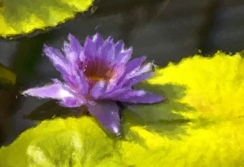 Impressionist style oil painting of a vibrant purple water lily blooming among bright yellow-green lily pads, featuring a heavily textured canvas effect, painterly wall art photo illustration  © Tony Baggett