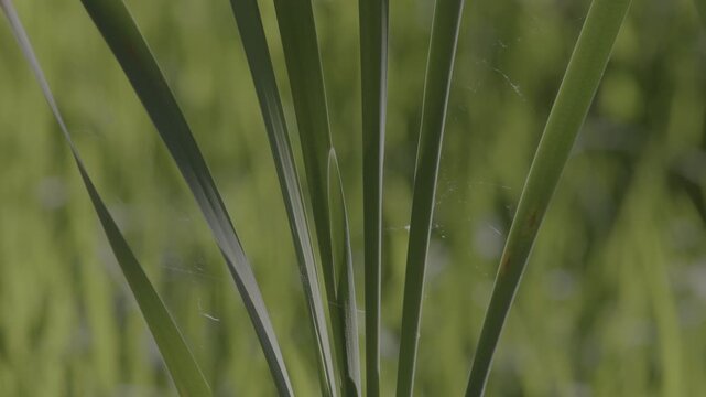 Lush marshland vegetation featuring aquatic plants, blooming flowers, and trees in the serene natural reserve known as Le Foppe Oasis.