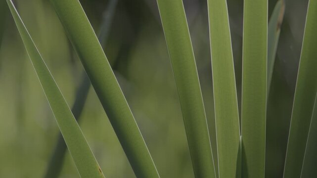 Lush marshland vegetation featuring aquatic plants, blooming flowers, and trees in the serene natural reserve known as Le Foppe Oasis.