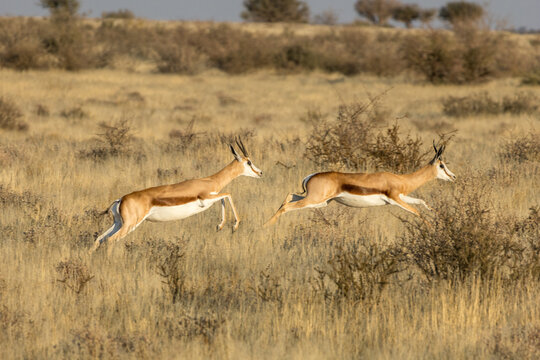 Hopping Gazalles
