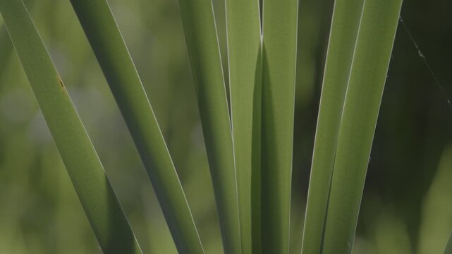 Lush marshland vegetation featuring aquatic plants, blooming flowers, and trees in the serene natural reserve known as Le Foppe Oasis.