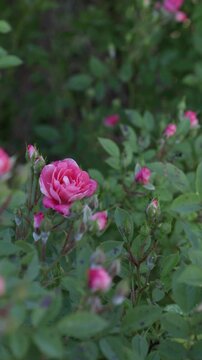 rose plant in garden summer natural background.