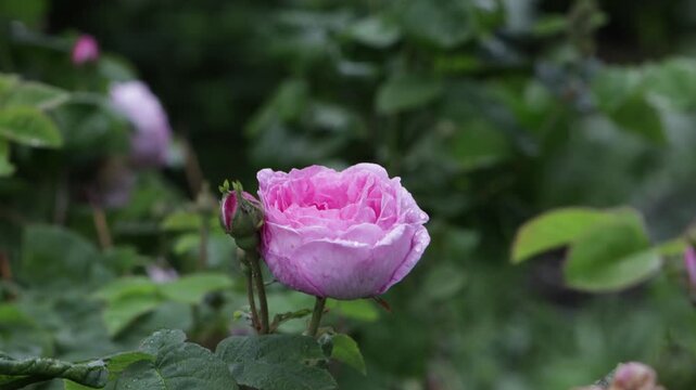 damask roses flower green nature background