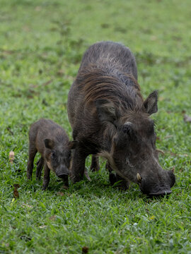 Warthog Family uganda safari wild africa kenya tanzania