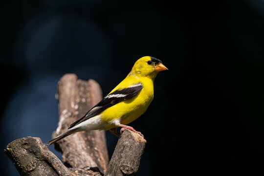 American Goldfinch sitting on a snag on a Spring day.  It has a short, conical bill and a short, notched tail. Breeding males are bright yellow with black forehead, black wings with white markings.