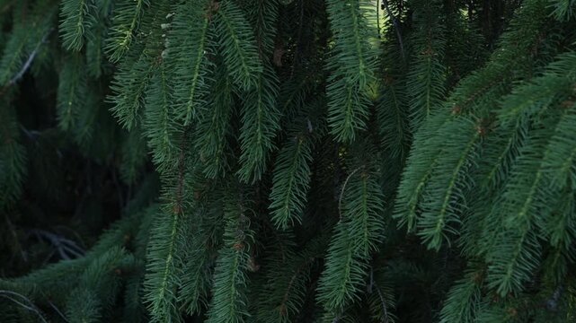pine branches forest natural background