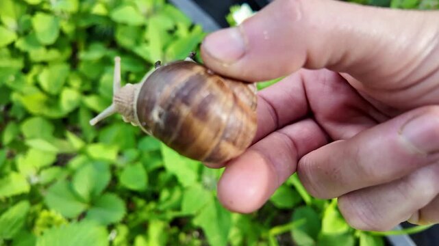 Garden snail held in hand with strawberry plants in the background. Realistic home gardening scene showing a common strawberry pest.