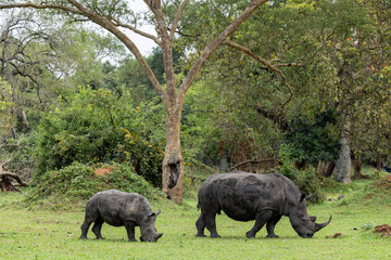 Rhino rhinoceros uganda africa kenya tanzania safari mom and baby wild © James