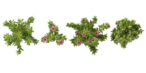 Obraz premium Collection of Plumeria,Protea plants on transparent background from the top view