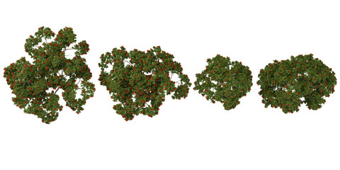 Obraz premium Collection of Spathodea plants on transparent background from the top view