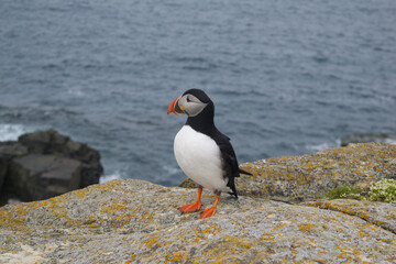 Fototapeta premium atlantic puffin on the rocks