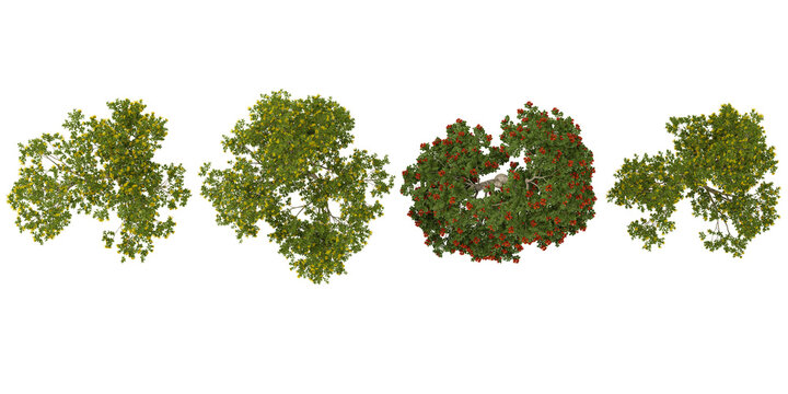 Collection of Spathodea,Xanthostemon plants on transparent background from the top view