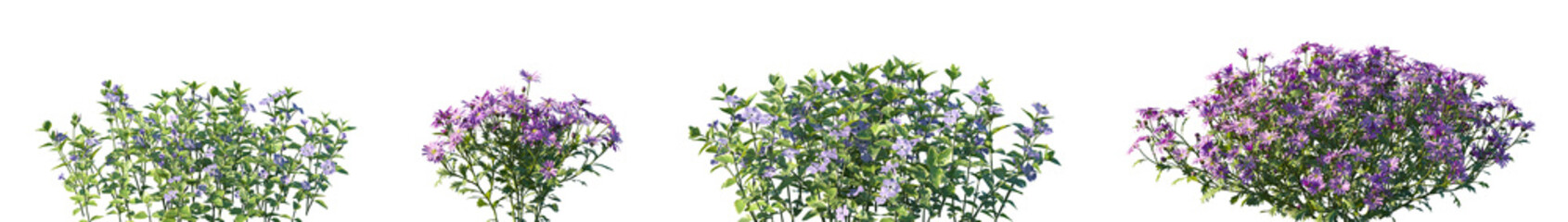 Obraz premium Set of Vinca major and Brachyscome angustifolia frontal isolated png on a transparent background perfectly cutout high resolution 