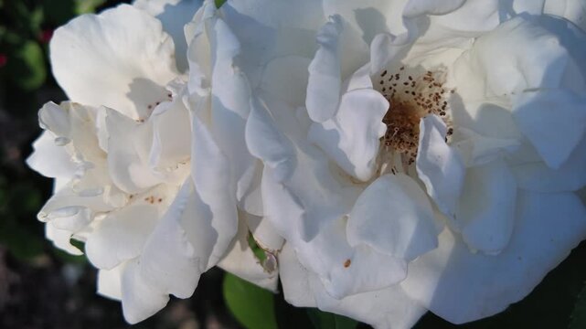 Elegant White Rose Blossom Against a Green Background