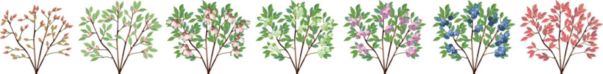 Highbush blueberry (Vaccinium corymbosum) phenological growth stages. Bud break, flower bud development, blooming, green berry growth, ripening, and autumn red foliage © Kazakova Maryia