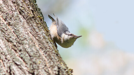 bird on a tree © lazalnik