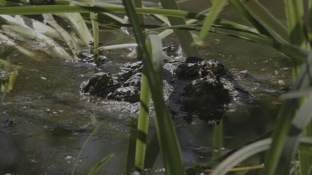 Mating Frogs Beneath Aquatic Plants in Wetland Vegetation at Le Foppe Nature Oasis