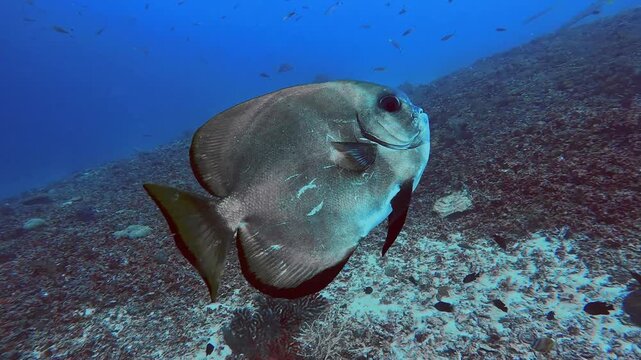 Longfin batfish swimming underwater, close up. 