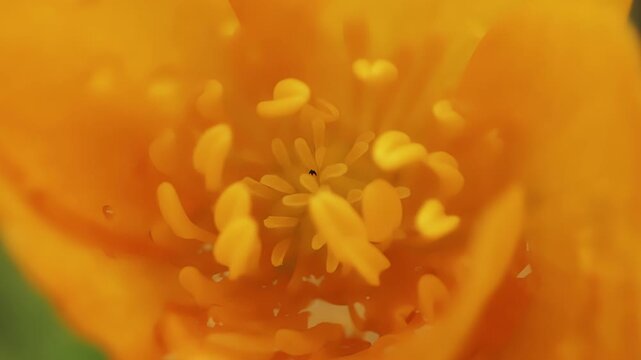 Inside buttercup flower showing pistils and stamens macro close up stock footage