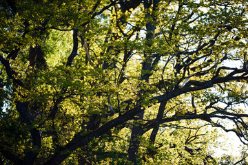 Obraz premium autumn leaves in the forest