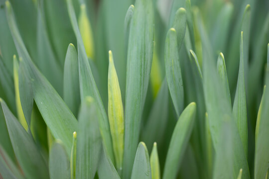 green grass with dew drops