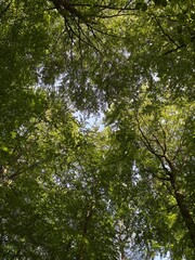 Fototapeta premium trees in the forest