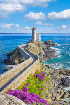 Petit Minou Lighthouse on Rocky Islet with Winding Stone Causeway and Purple Wildflowers in Bloom, Plouzane, Brittany, France