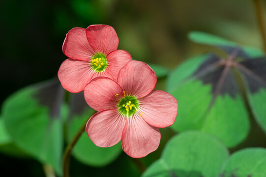 Iron Cross Oxalis Flowers - Oxalis tetraphylla