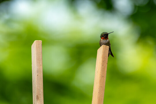 Ruby-throated hummingbird - Archilochus colubris