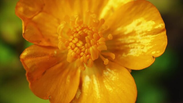 Inside buttercup flower showing pistils and stamens macro close up stock footage