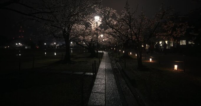 Narrow stone path leading towards single lamp in park with surrounding spring cherry blossom trees at night