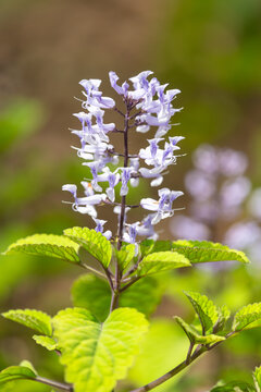 Close up of a Zulu spurflower (plectranthus zuluensis) in bloom