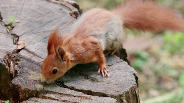 Fast moving red squirrel running across grass and soil covered with leaves and small plants