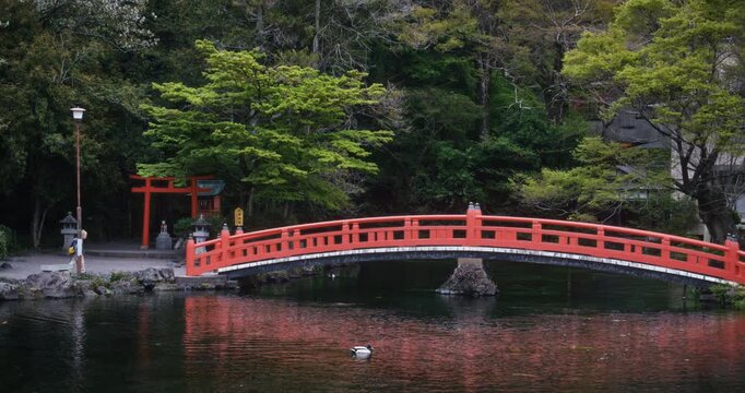 Lone child running up to beautiful Japanese bridge over pond and posing for camera - wide shot