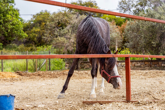 Grazing horse in paddock with red railing outdoors
