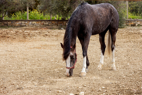 Brown horse grazing calmly outdoors in sunny field
