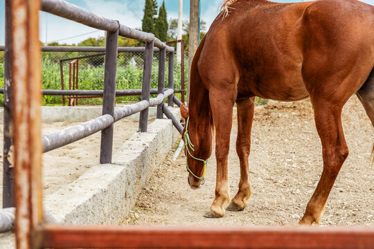 Brown horse standing in a paddock outdoors
