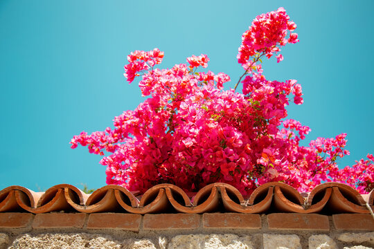 Pink bougainvillea blossoms rising above terracotta roof