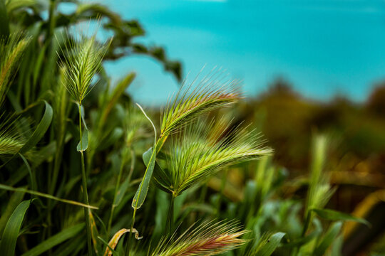 Spring grass seed heads in meadow with soft bokeh sky